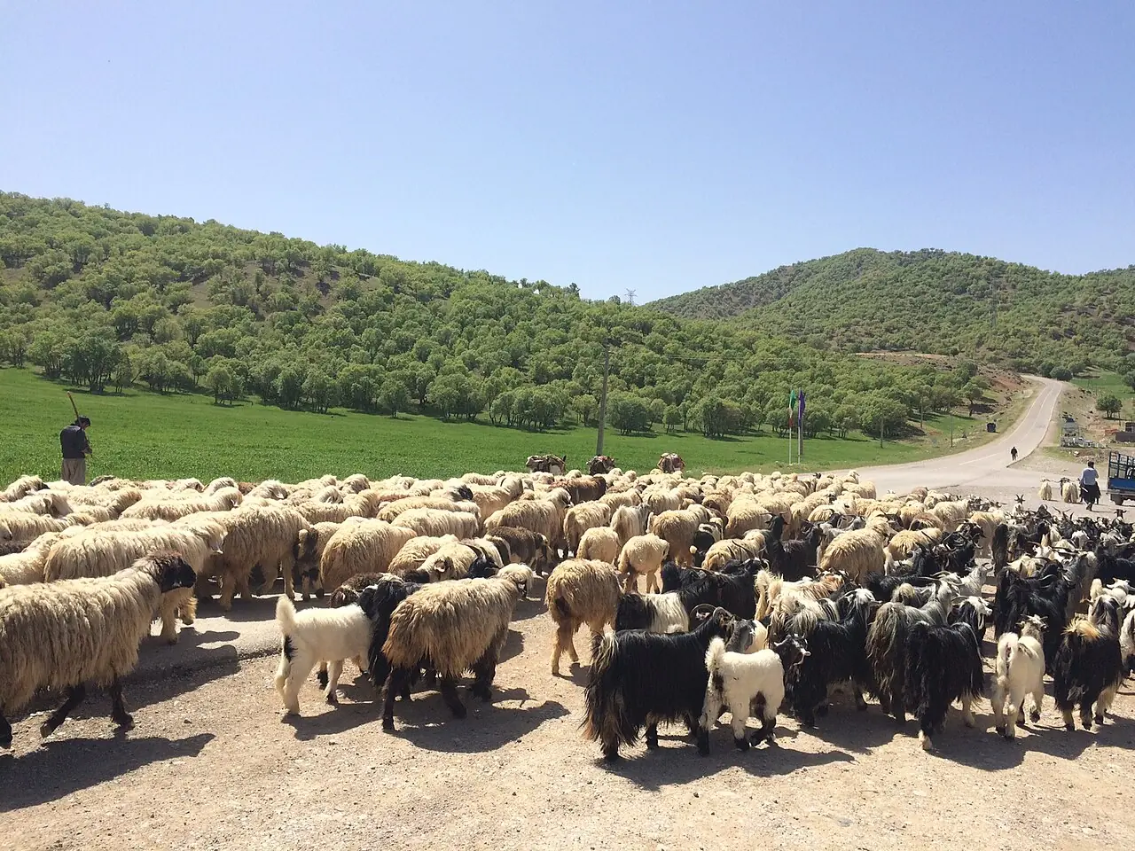 گله‌ی بزرگ گوسفند و بز بختیاری در جاده‌ای کوهستانی میان تپه‌های جنگلی