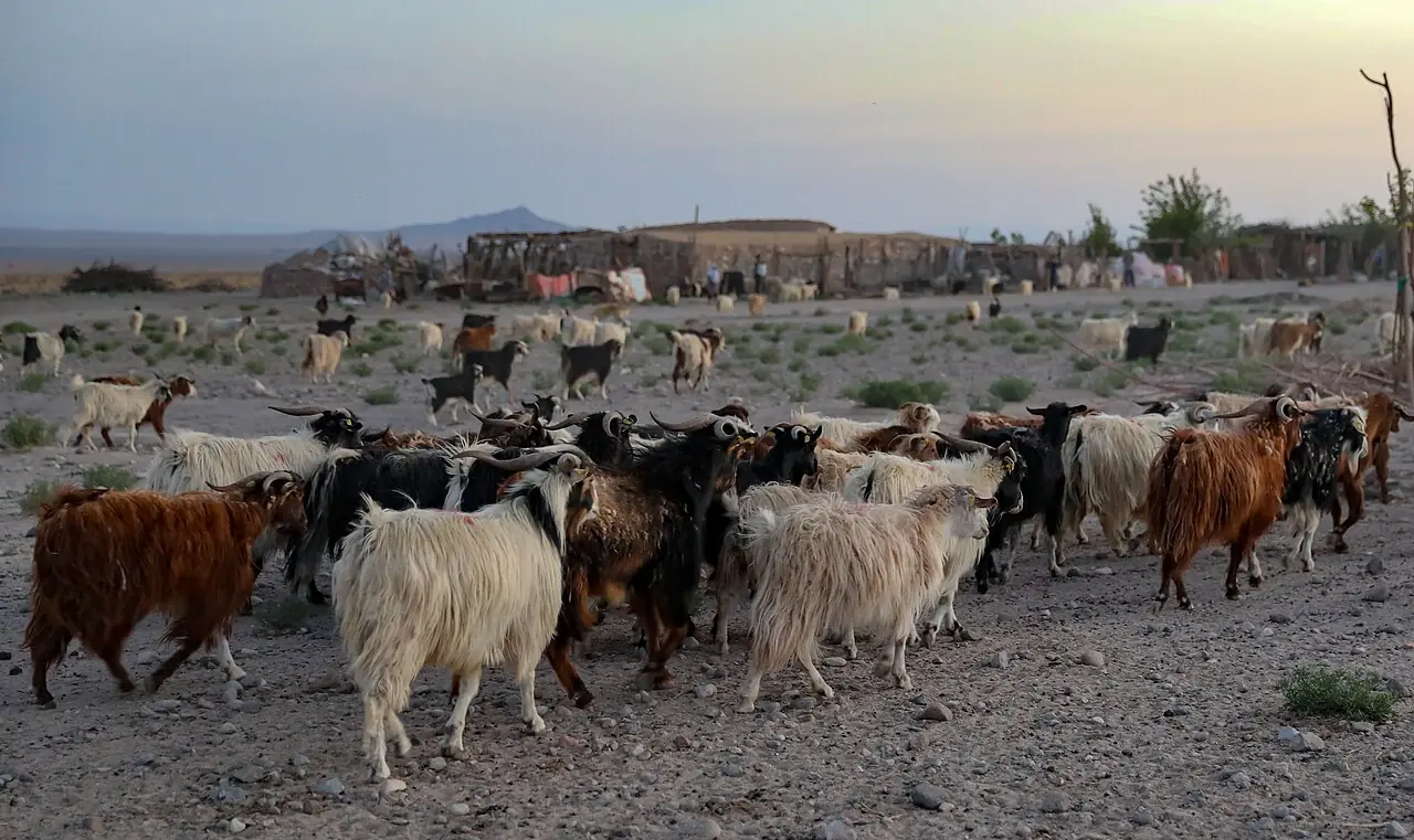 گله‌ی بز و گوسفند در غروب هنگام بازگشت به سکونتگاه در دشت اطراف میمند